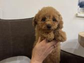 Cockapoo berniukai - nuotraukos Nr. 7