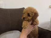 Cockapoo berniukai - nuotraukos Nr. 8