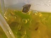Sraiges akvariumui po 50ct vnt - nuotraukos Nr. 2