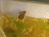 Sraiges akvariumui po 50ct vnt - nuotraukos Nr. 4