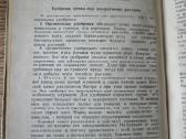 Многолетние цветы открытого грунта (rusų k.) - nuotraukos Nr. 11