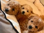 Maltipoo - nuotraukos Nr. 2