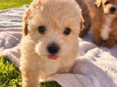Maltipoo - nuotraukos Nr. 3