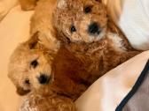 Maltipoo - nuotraukos Nr. 4