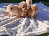 Maltipoo - nuotraukos Nr. 5