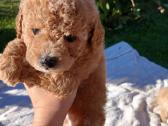 Maltipoo - nuotraukos Nr. 6
