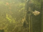 200l akvariumas su žuvytėmis - nuotraukos Nr. 2