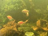 200l akvariumas su žuvytėmis - nuotraukos Nr. 3