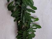 Tribriaunė karpažolė (Euphorbia trigona) - nuotraukos Nr. 2
