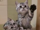 Britai trumpaplaukiai su dokumentais - nuotraukos Nr. 11