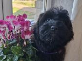 Cavapoo - nuotraukos Nr. 2