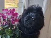 Cavapoo - nuotraukos Nr. 4