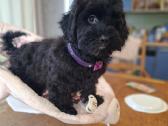 Cavapoo - nuotraukos Nr. 6