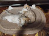 British shorthair - nuotraukos Nr. 17