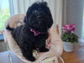 Cavapoo - nuotraukos Nr. 7