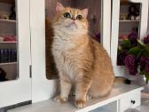 British shorthair - nuotraukos Nr. 19