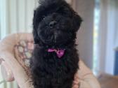 Maltipoo - nuotraukos Nr. 5