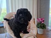 Cavapoo - nuotraukos Nr. 12