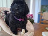 Maltipoo - nuotraukos Nr. 7