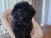 Maltipoo - nuotraukos Nr. 9