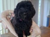 Maltipoo - nuotraukos Nr. 11