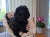 Maltipoo - nuotraukos Nr. 13