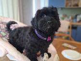 Maltipoo - nuotraukos Nr. 14