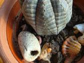 Kamuolinė karpažolė Euphorbia obesa - nuotraukos Nr. 2