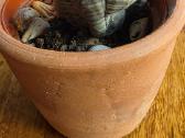 Kamuolinė karpažolė Euphorbia obesa - nuotraukos Nr. 3
