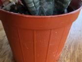 Kamuolinė karpažolė Euphorbia obesa - nuotraukos Nr. 4
