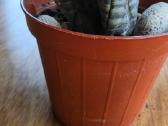 Kamuolinė karpažolė Euphorbia obesa - nuotraukos Nr. 5