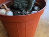 Kamuolinė karpažolė Euphorbia obesa - nuotraukos Nr. 6