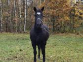 Parduodama žemaitukė kumelė - nuotraukos Nr. 2