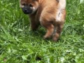Shiba inu - nuotraukos Nr. 3