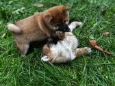 Shiba inu - nuotraukos Nr. 4