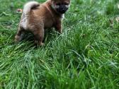 Shiba inu - nuotraukos Nr. 6