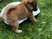 Shiba inu - nuotraukos Nr. 5