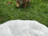 Shiba inu - nuotraukos Nr. 7