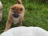 Shiba inu - nuotraukos Nr. 8