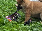 Shiba inu - nuotraukos Nr. 10