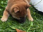 Shiba inu - nuotraukos Nr. 11