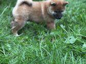 Shiba inu - nuotraukos Nr. 12