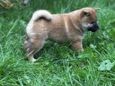 Shiba inu - nuotraukos Nr. 13