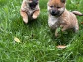 Shiba inu - nuotraukos Nr. 14