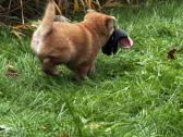 Shiba inu - nuotraukos Nr. 15