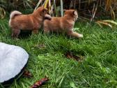Shiba inu - nuotraukos Nr. 2