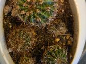 6 maži Echinopsis kaktusai - nuotraukos Nr. 2