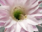 6 maži Echinopsis kaktusai - nuotraukos Nr. 3