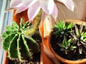 6 maži Echinopsis kaktusai - nuotraukos Nr. 4