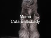 Kilmingas Meino Meškėnas Fantero Balticlady - nuotraukos Nr. 5